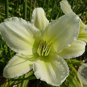 Hemerocallis 'Light the Way' GM P9
