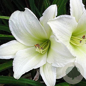 Hemerocallis 'Light the Way' GM P9