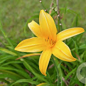 Hemerocallis lilioasphodelus GM P9