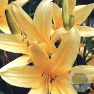 Hemerocallis lilioasphodelus GM P9
