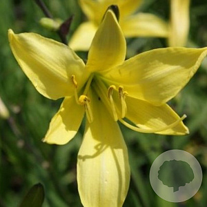 Hemerocallis lilioasphodelus GM P9
