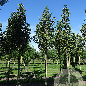 Magnolia 'Heaven Scent' 12-14 HO draadkluit