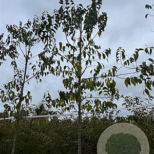 Magnolia kobus 8-10 HO draadkluit