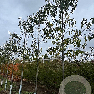 Magnolia kobus 12-14 HO draadkluit