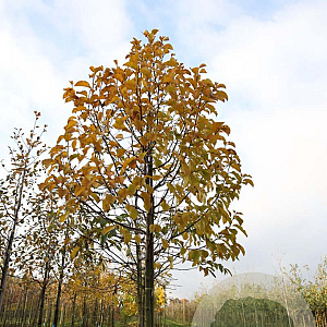 Magnolia kobus 14-16 HO draadkluit