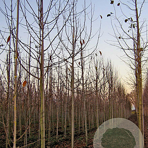 Magnolia kobus 16-18 HO draadkluit