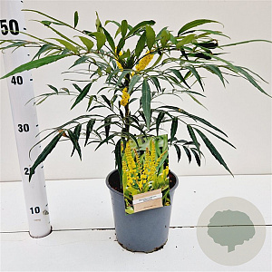 Mahonia confusa 'Nara-hiri' 25-30 cm 2,5L