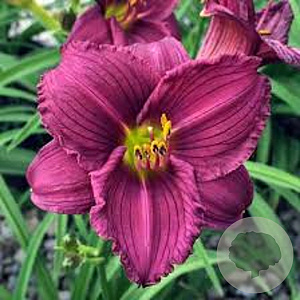 Hemerocallis 'Little Grapette' GM P9