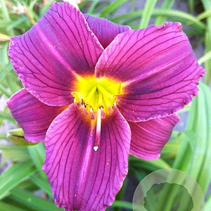 Hemerocallis 'Little Grapette' GM P9