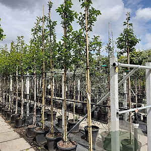 Malus 'Evereste' 8-10 HO container