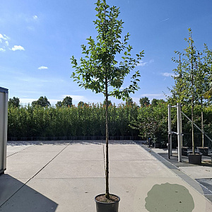 Malus 'Evereste' 10-12 HO container