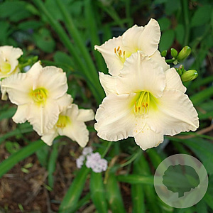 Hemerocallis 'Lullaby Baby' GM P9