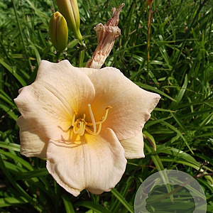 Hemerocallis 'Luxury Lace' GM P9