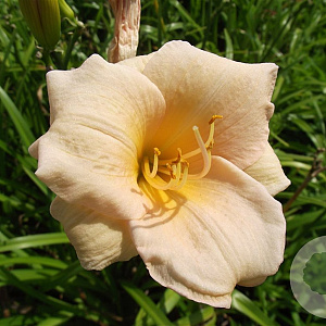 Hemerocallis 'Luxury Lace' GM P9