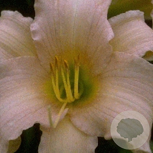 Hemerocallis 'Luxury Lace' GM P9