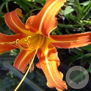 Hemerocallis 'Margaret Perry' GM P9