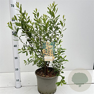 Myrica gale 40-50 cm 4,0L
