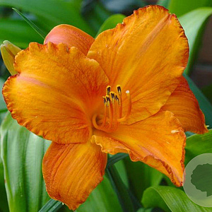 Hemerocallis 'Mauna Loa' GM P9