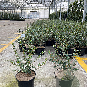 Osmanthus burkwoodii 30-35 cm 3,0L