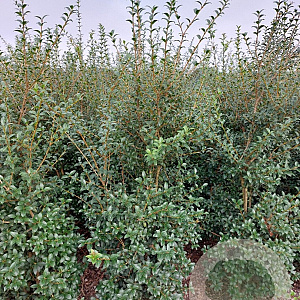 Osmanthus burkwoodii 150-175 cm met kluit