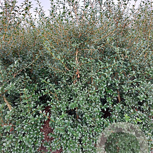 Osmanthus burkwoodii 150-175 cm met kluit
