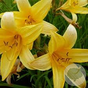 Hemerocallis middendorffii GM P9
