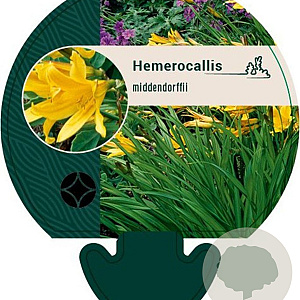 Hemerocallis middendorffii GM P9