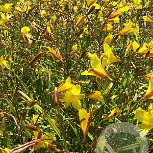 Hemerocallis middendorffii GM P9