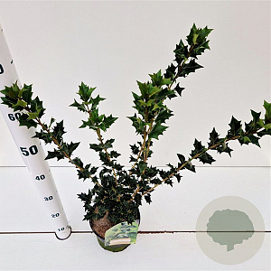 Osmanthus heterophyllus 30-40 cm 2,0L