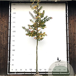 Parrotia persica 'Vanessa' 12-14 HO draadkluit