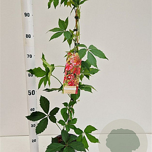 Parthenocissus quinquefolia 70-80 cm 2,5L