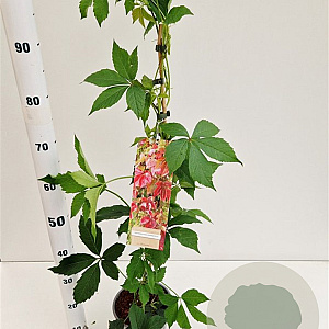 Parthenocissus quinquefolia 70-80 cm 2,5L