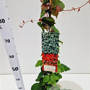 Parthenocissus tr. 'Veitchii' 70-80 cm 2,5L