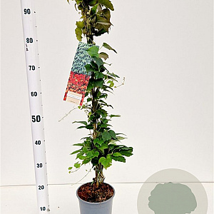 Parthenocissus tr. 'Veitchii' 70-80 cm 2,5L