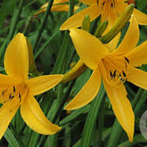 Hemerocallis 'Orangeman' GM P9