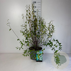 Philadelphus 'Lemoinei' 60-80 cm 10L