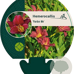 Hemerocallis 'Pardon Me' GM P9