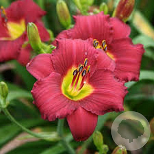 Hemerocallis 'Pardon Me' GM P9