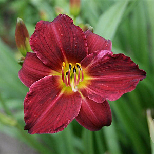 Hemerocallis 'Pardon Me' GM P9