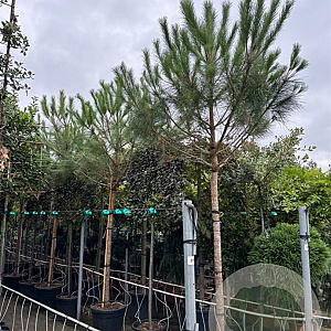 Pinus pinea 20-25 HO container