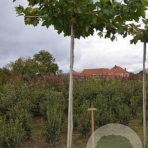 Platanus hispanica 16-18 HO draadkluit dakvorm 250 6 tak