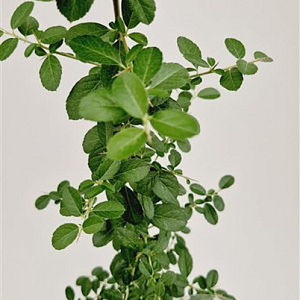 Pyracantha 'Orange Glow' 70-80 cm 2,5L