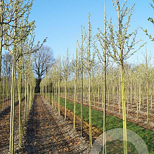 Pyrus calleryana 'Chanticleer' 10-12 HO draadkluit