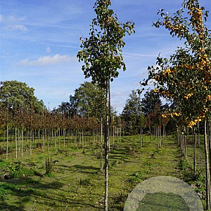 Pyrus calleryana 'Chanticleer' 12-14 HO draadkluit