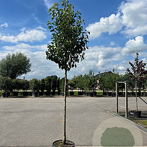 Pyrus calleryana 'Chanticleer' 12-14 HO container