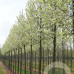 Pyrus calleryana 'Chanticleer' 20-25 HO draadkluit