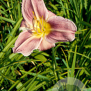 Hemerocallis 'Prairie Blue Eyes' GM P9