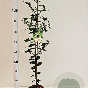 Quercus ilex 80-100 cm 3,0L