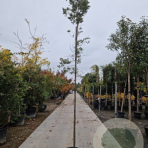 Quercus ilex 6-8 HO container