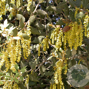 Quercus ilex 8-10 HO container